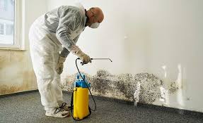 Best Black Mold Removal  in Brown City, MI